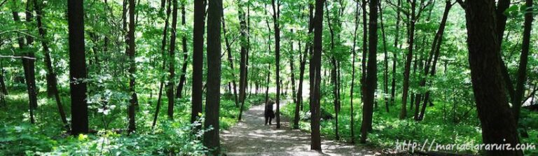 inmigración-latinoamericana