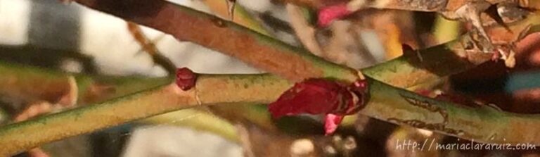 chivo-expiatorio--familia