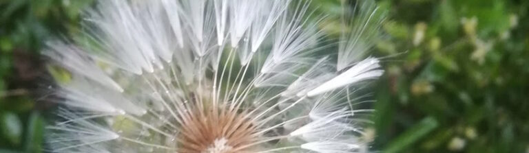 si-hubiera-decidido-otra-cosa