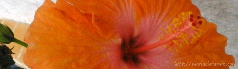 obsesion-de-ser-querida