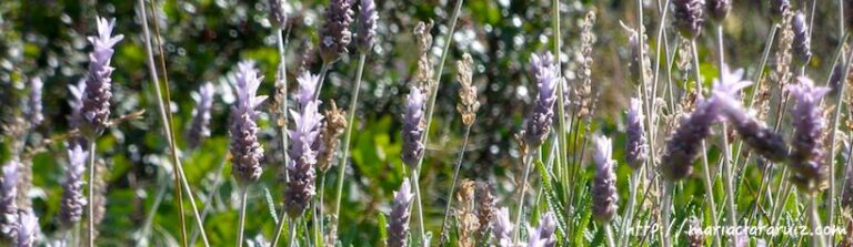 obsesión-por-limpiar