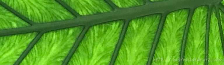 reich-bowlby-homeopatia