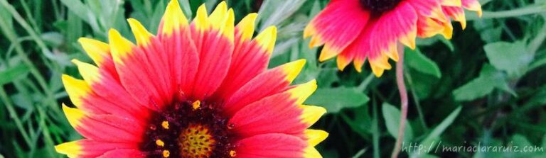 Decisiones Trascendentales