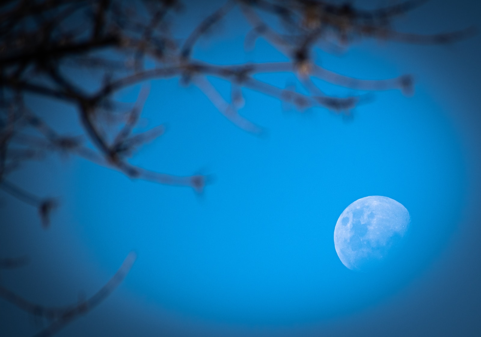 full moon over bare tree