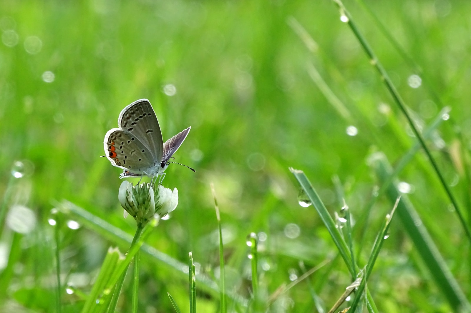 common blue butterfly perched on green grass in close up photography during daytime