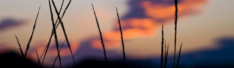 wilhelm-reich-desierto-emocional