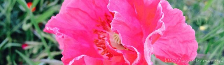 psicoterapia-bienestar