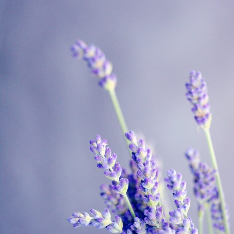 close-up photo of lavender