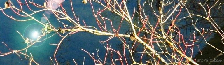 miedo-a-confrontacion-causas