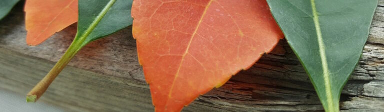 suerte-trabajo-suerte-amor