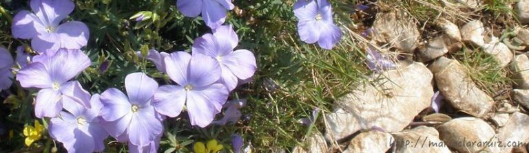 cuidar-proteger-responder