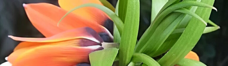 psicoterapia-para-hombres