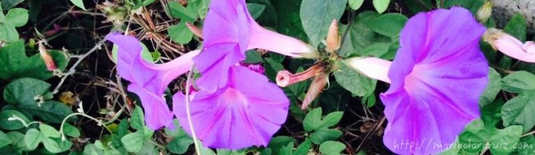 blog-maria-clara-ruiz-psicologa