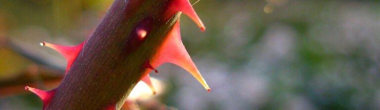 sufrimiento-en-relaciones