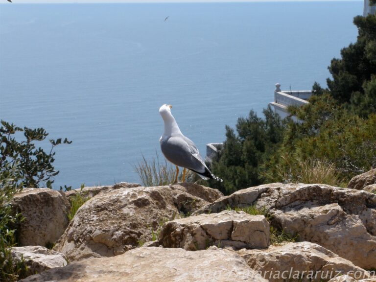 psicologa-maria-clara-ruiz-valencia