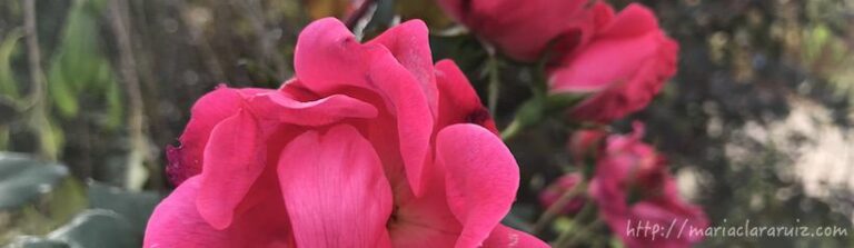 debilidad-abuso-vulnerable