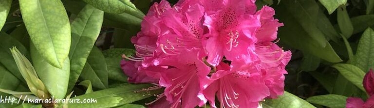 depresión por un ideal del yo demasiado alto